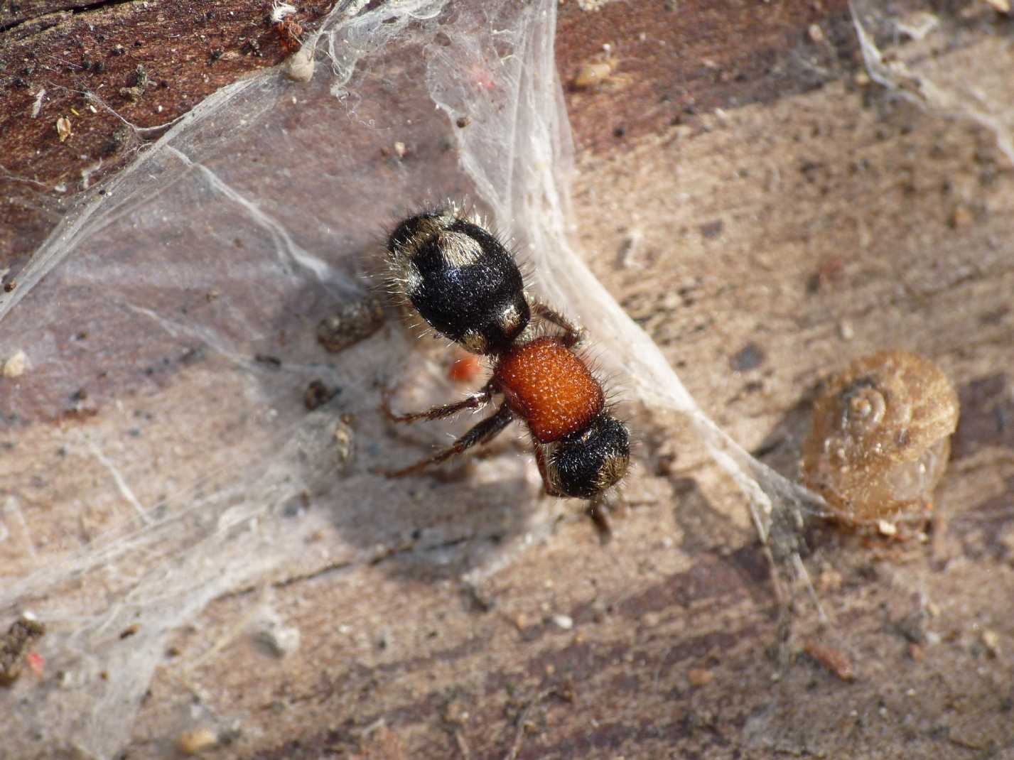 Mutille svernanti & ragni: M. quinquemaculata + R. ghilianii